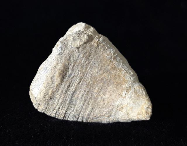 Calceola sandalina (LINNAEUS 1771) - Bild © FossNet FossilienStore